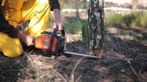 Best Organic Lawn Care Solutions  in Chama, NM