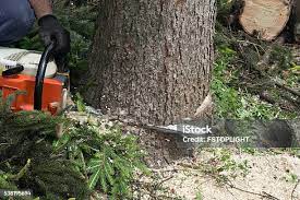 How Our Tree Care Process Works  in  Chama, NM