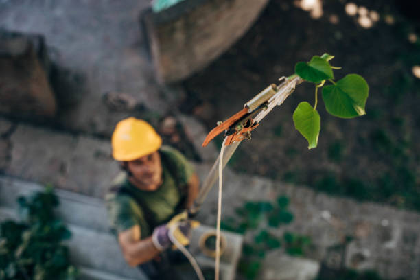 Best Tree Risk Assessment  in Chama, NM