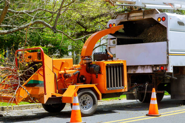 Best Tree Preservation Services  in Chama, NM