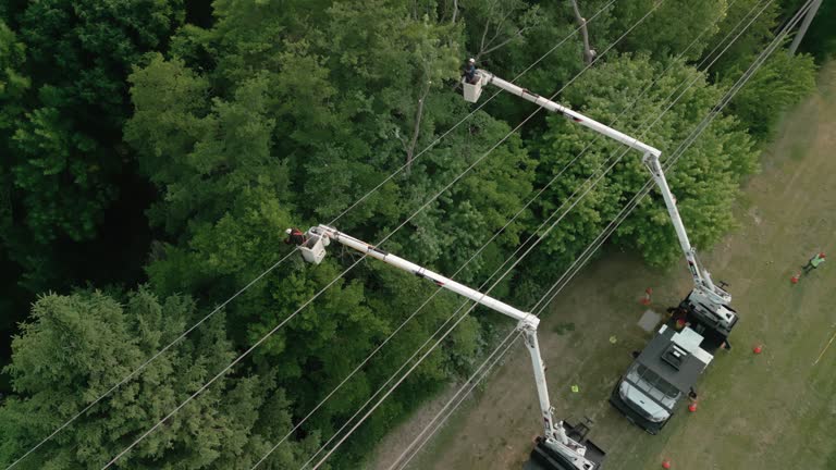 Best Tree Cabling and Bracing  in Chama, NM