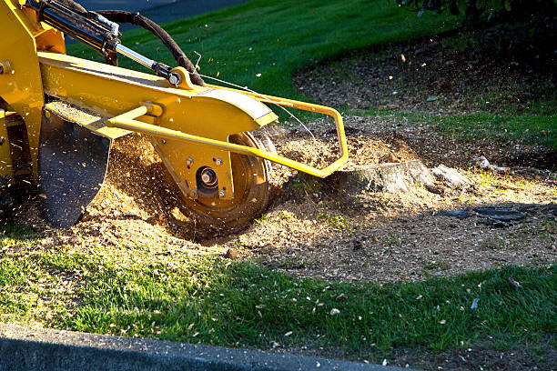 Best Tree Mulching  in Chama, NM